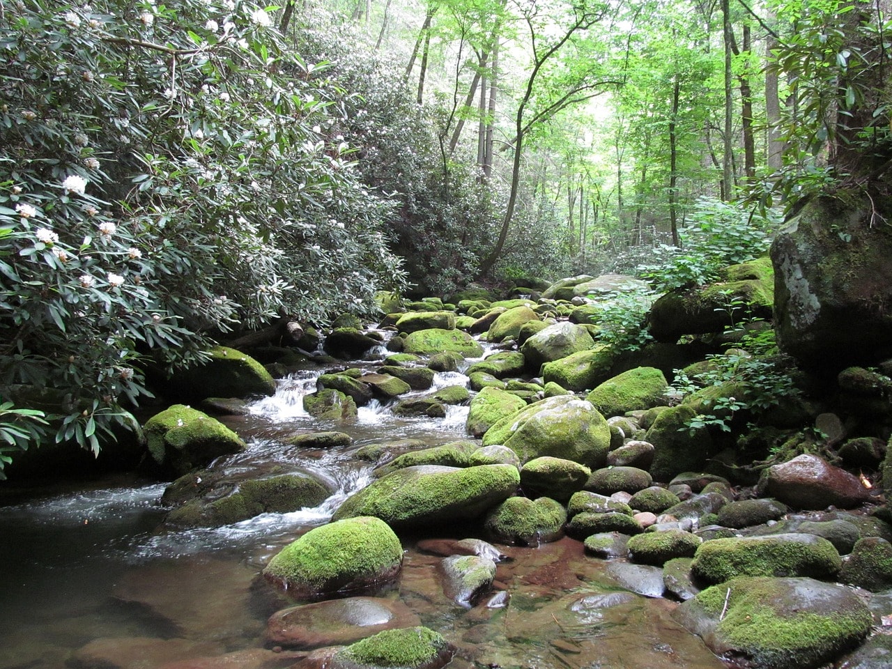 things to do in Gatlinburg, Tennessee at little pigeon river