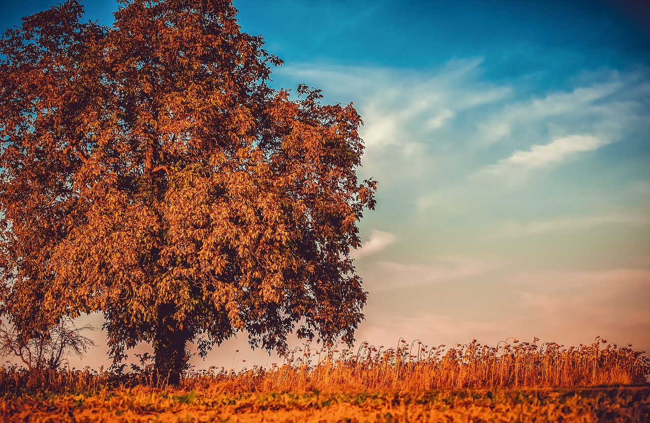 gatlinburg autumn tree