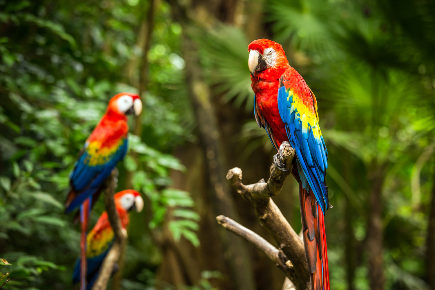 Portrait of colorful Scarlet Macaw parrots